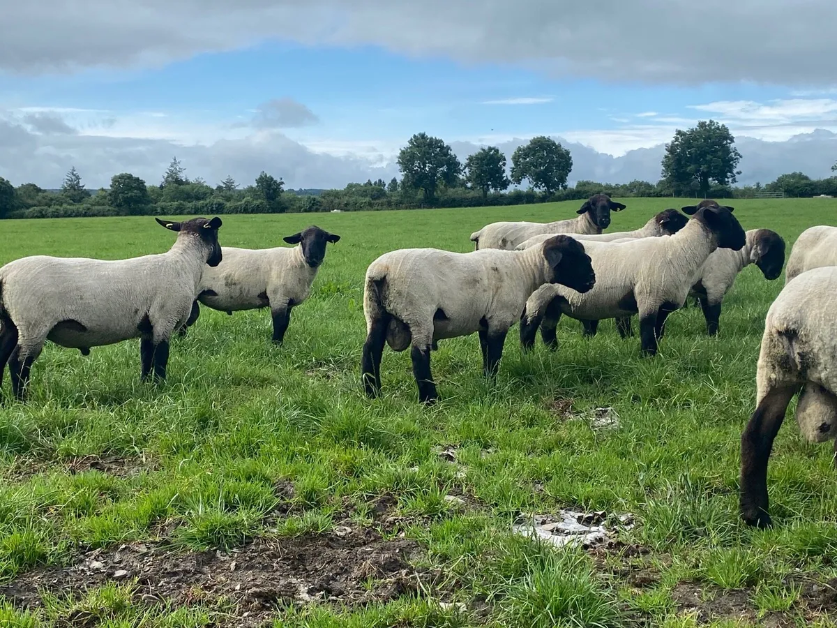 Pbnr Suffolk hogget rams - Image 2