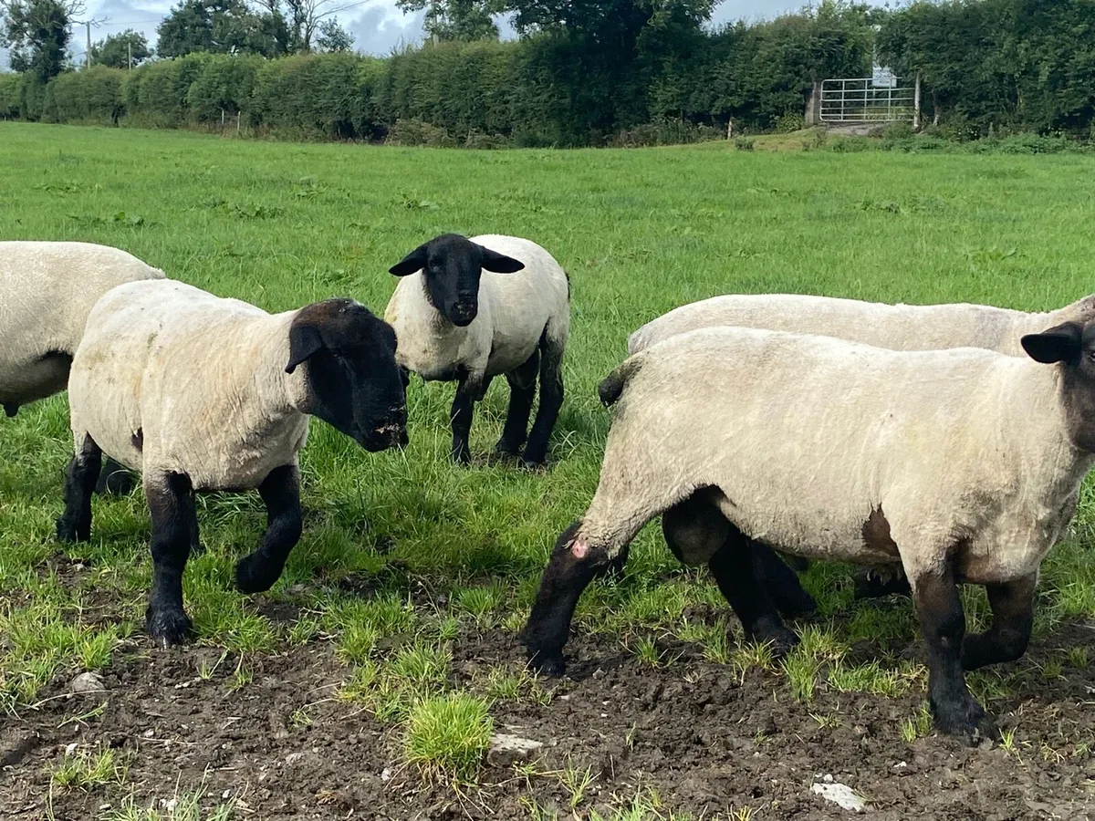 Pbnr Suffolk hogget rams - Image 3