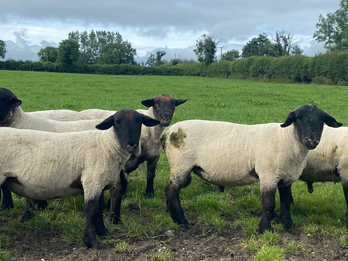 Pbnr Suffolk hogget rams - Image 4