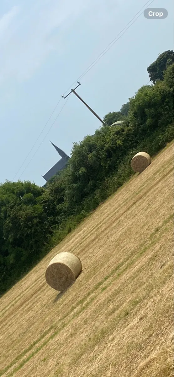 Hay - Image 2