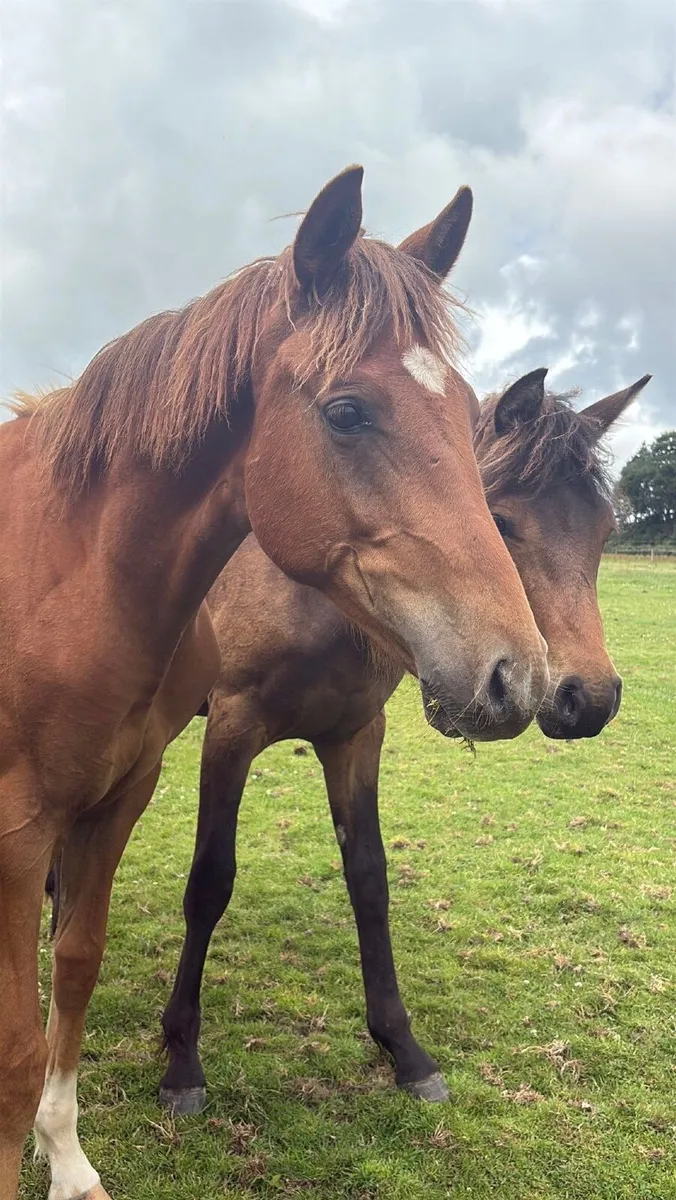 Athletic Yearling gelding for sale - Image 2