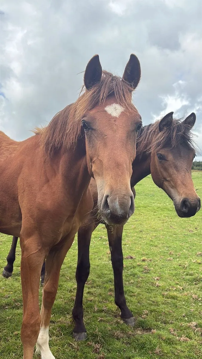 Athletic Yearling gelding for sale - Image 3