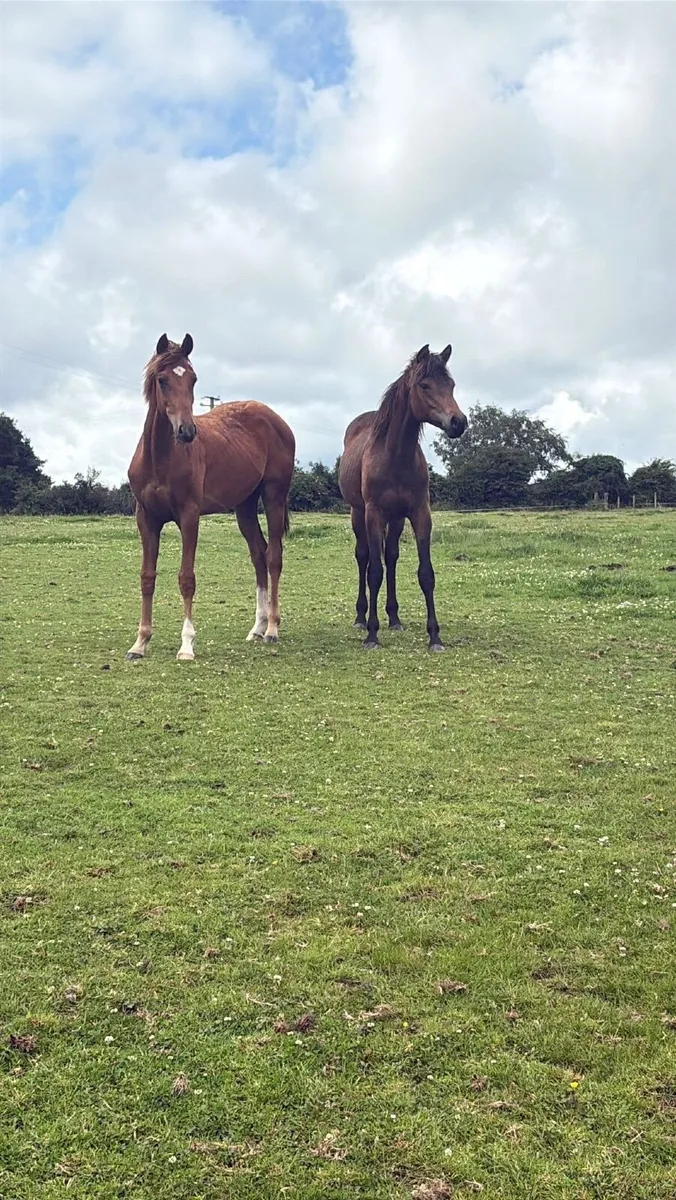 Athletic Yearling gelding for sale - Image 4