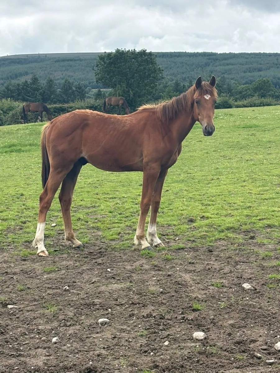 Athletic Yearling gelding for sale - Image 1
