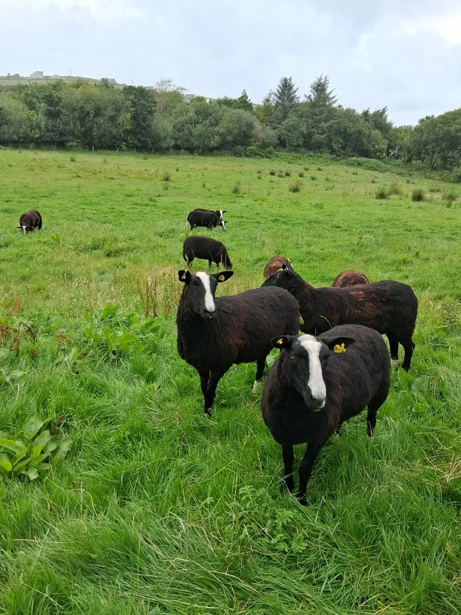 Sheep - Image 1