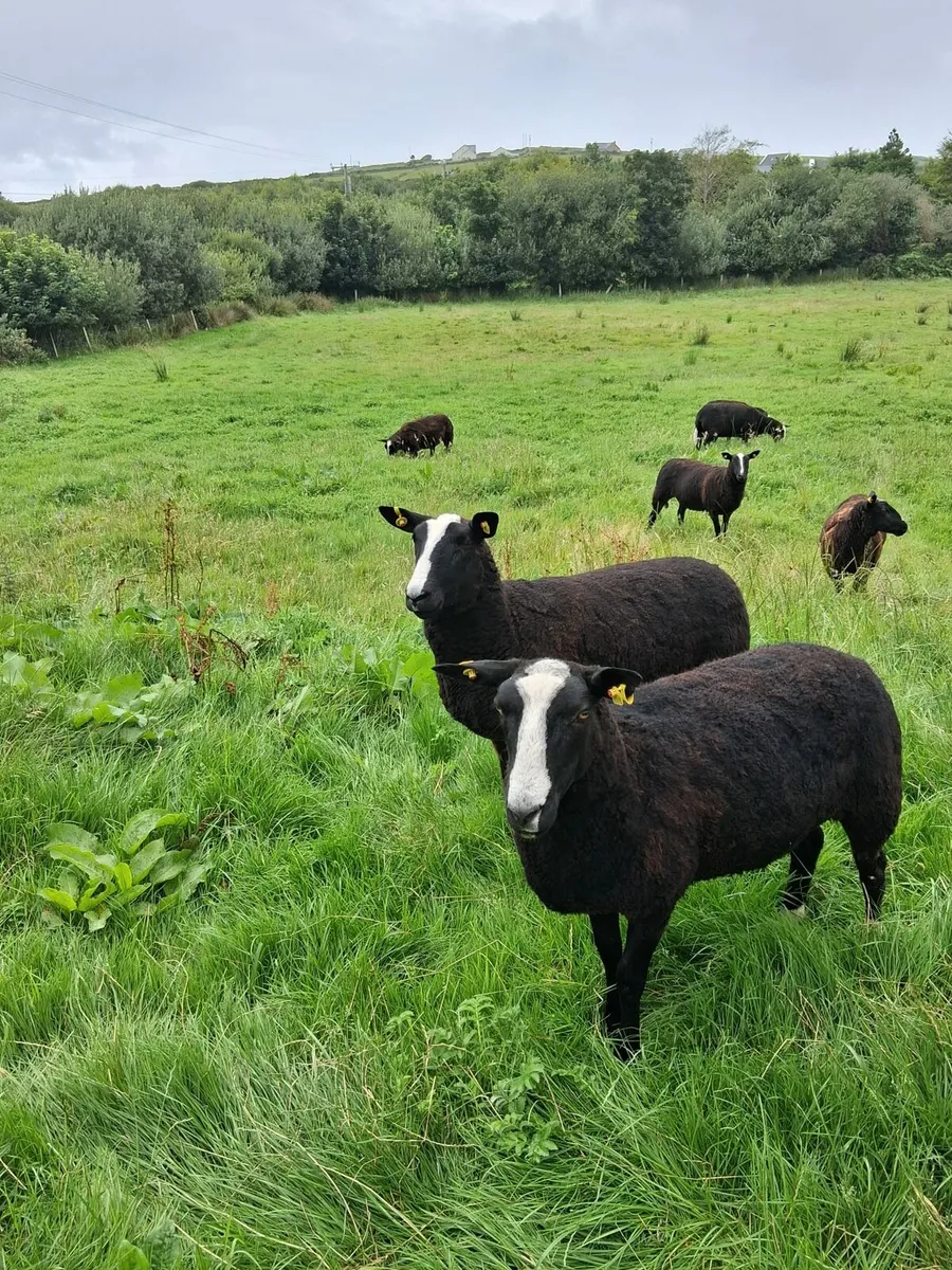 Sheep - Image 2
