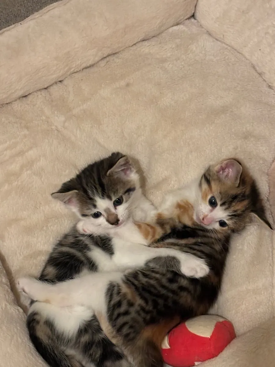 Kittens - Image 1