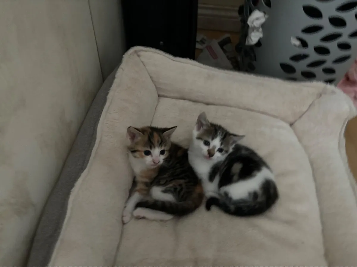 Kittens - Image 2