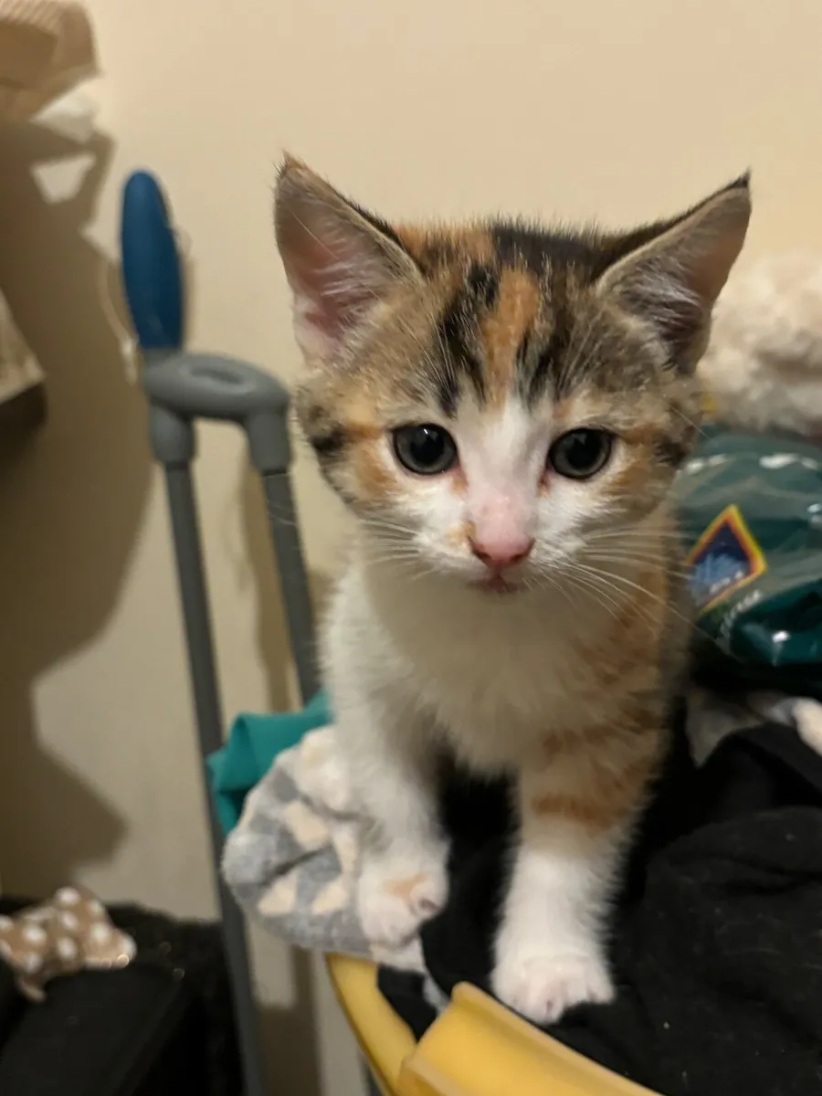 Kittens - Image 3