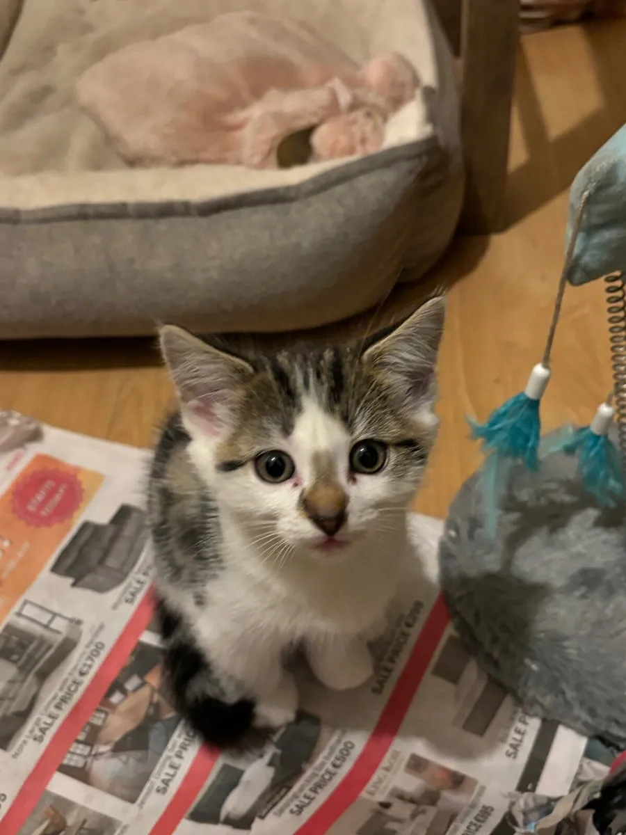 Kittens - Image 4