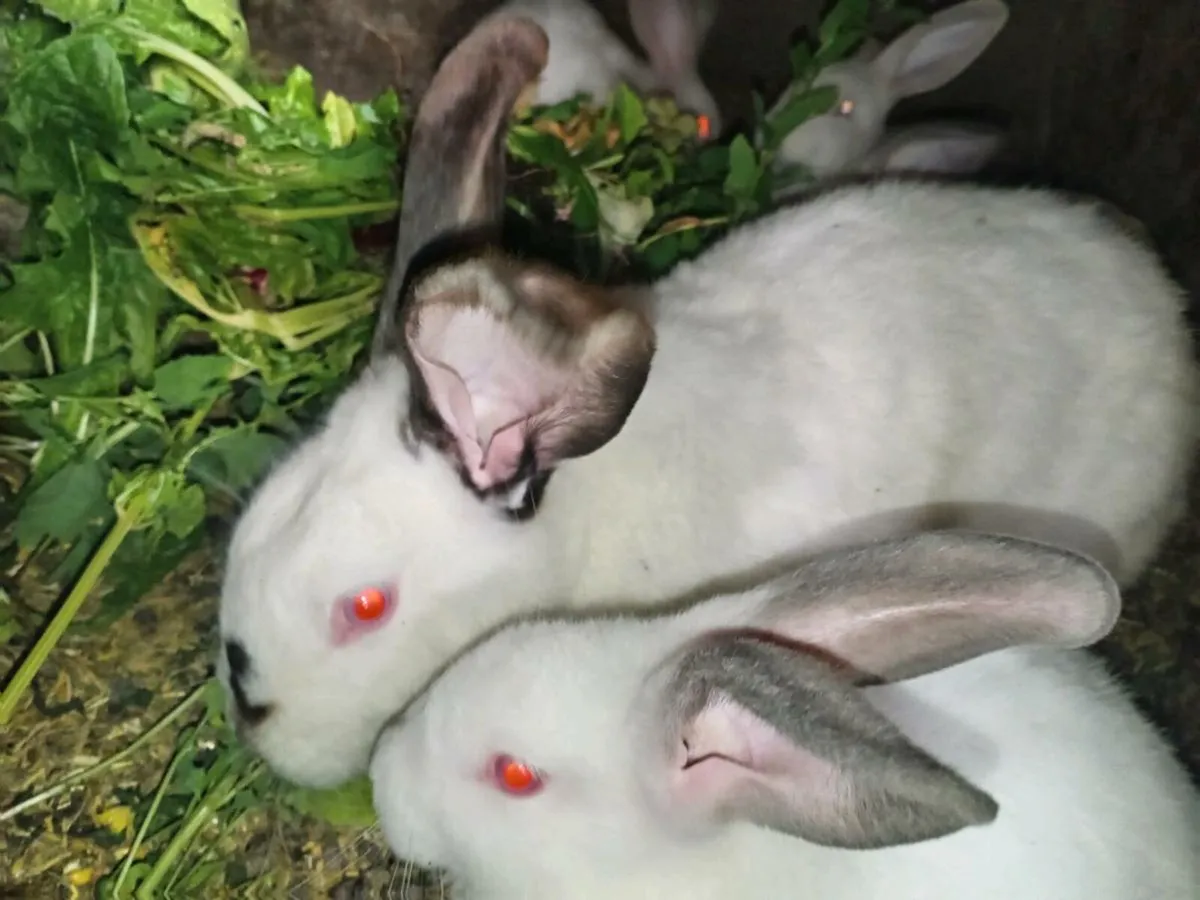 Rabbit for sale - Image 1