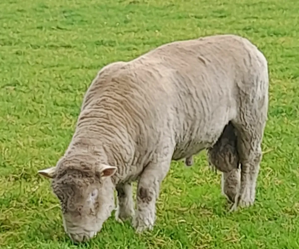 Dorset ram - Image 1