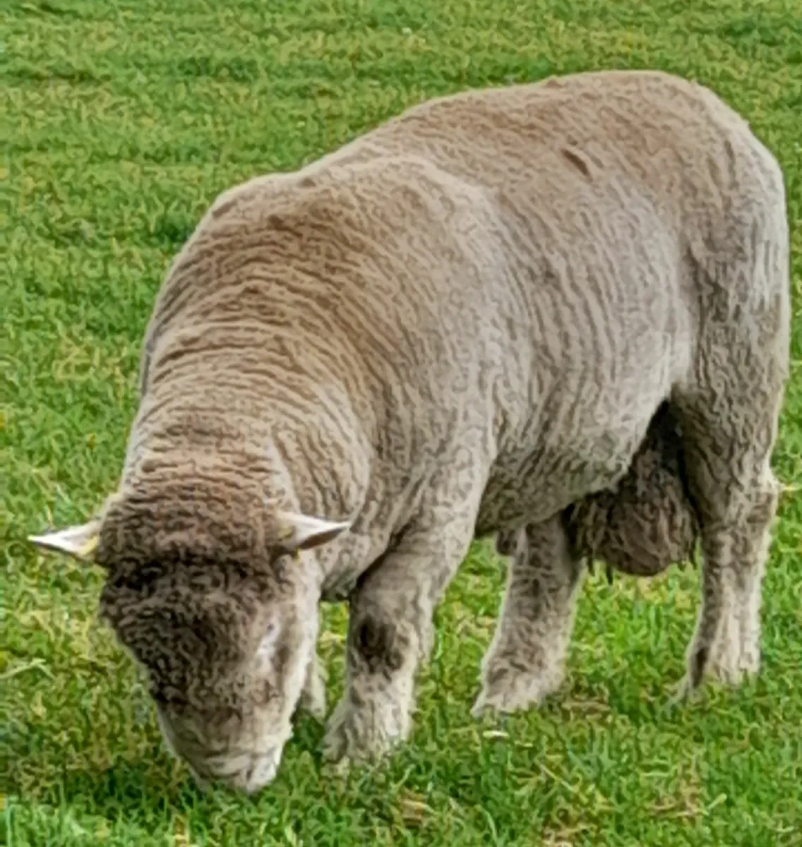 Dorset ram - Image 3
