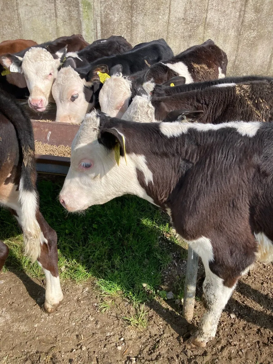 SUPER QUALITY HEX/AA BULL WEANLINGS - Image 1