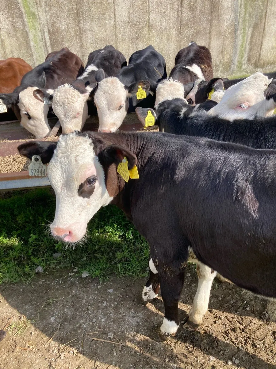 SUPER QUALITY HEX/AA BULL WEANLINGS - Image 2