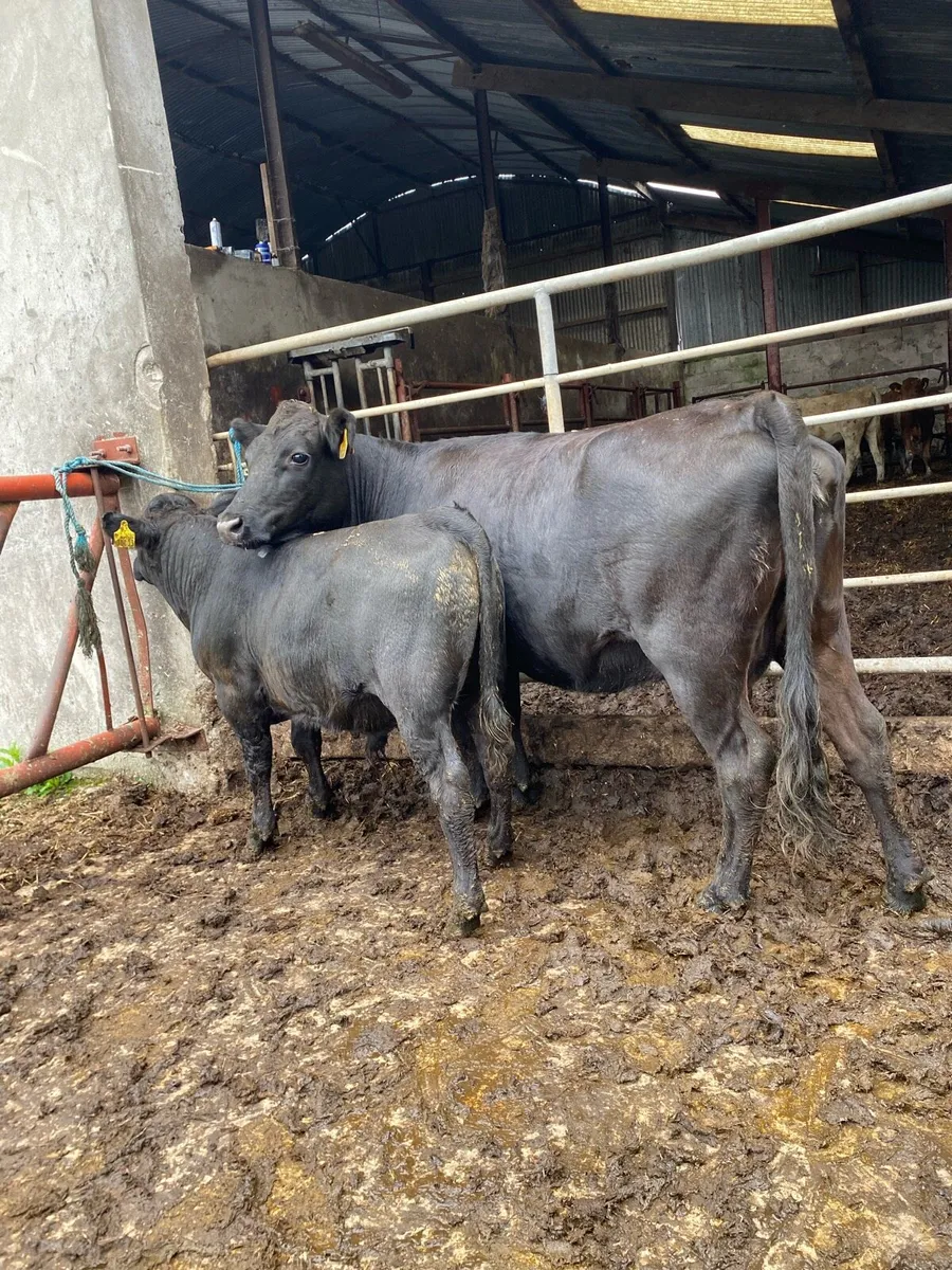 Pure bred dexter cow and calf - Image 1