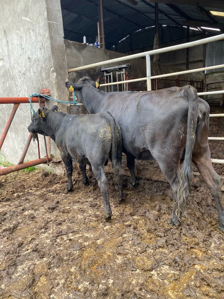 Pure bred dexter cow and calf - Image 3
