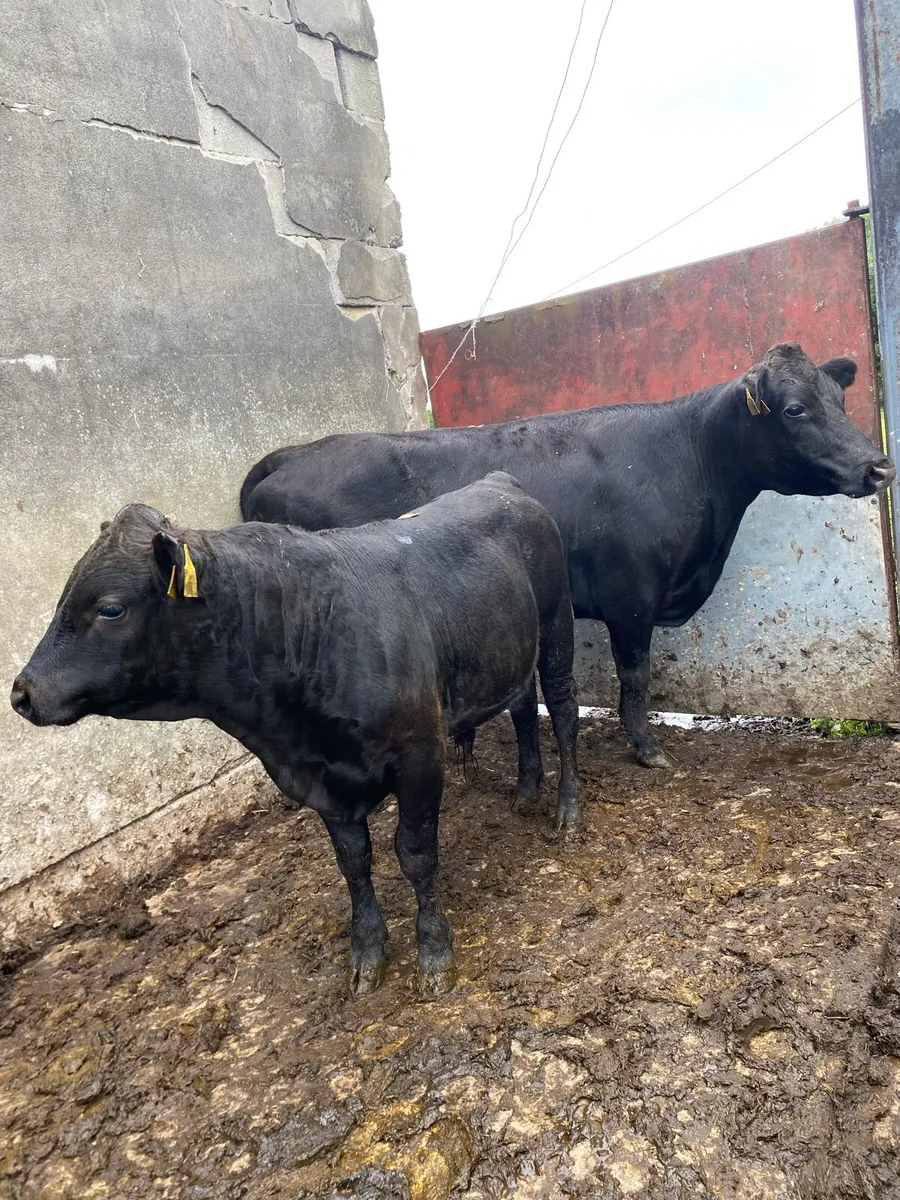 Pure bred dexter cow and calf - Image 4