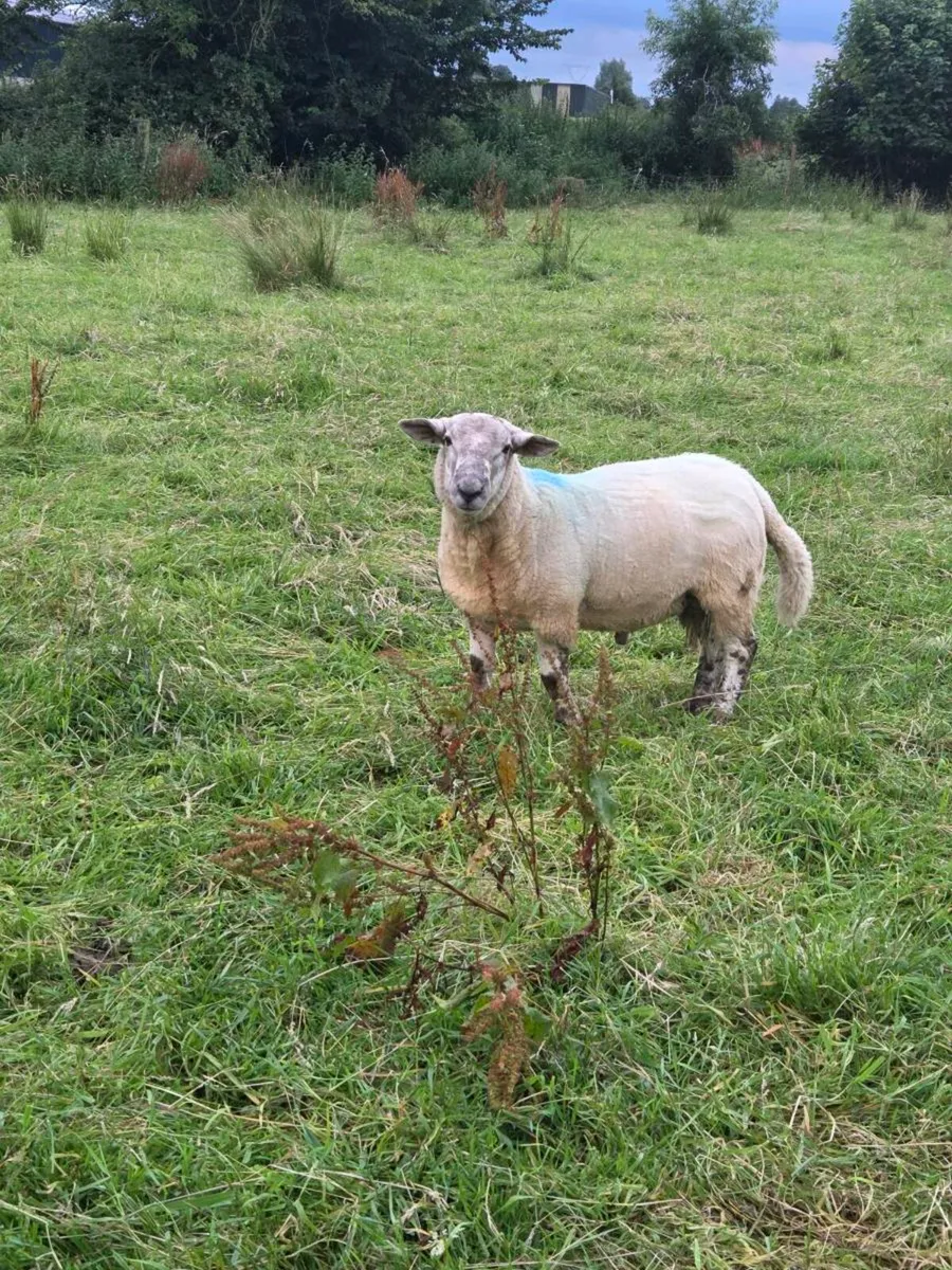 Ram - Image 1