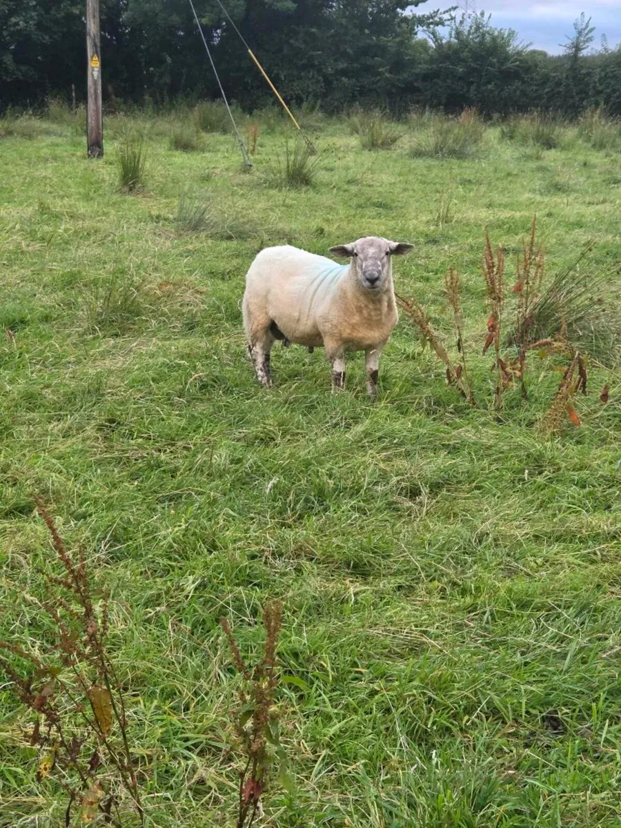 Ram - Image 2