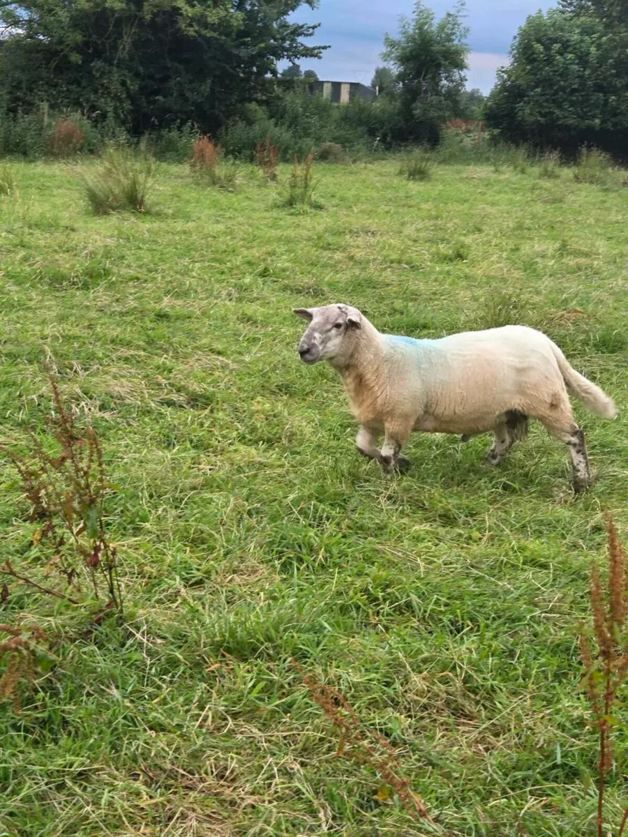 Ram - Image 3
