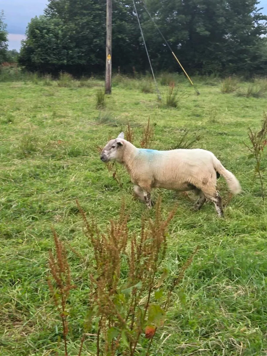 Ram - Image 4