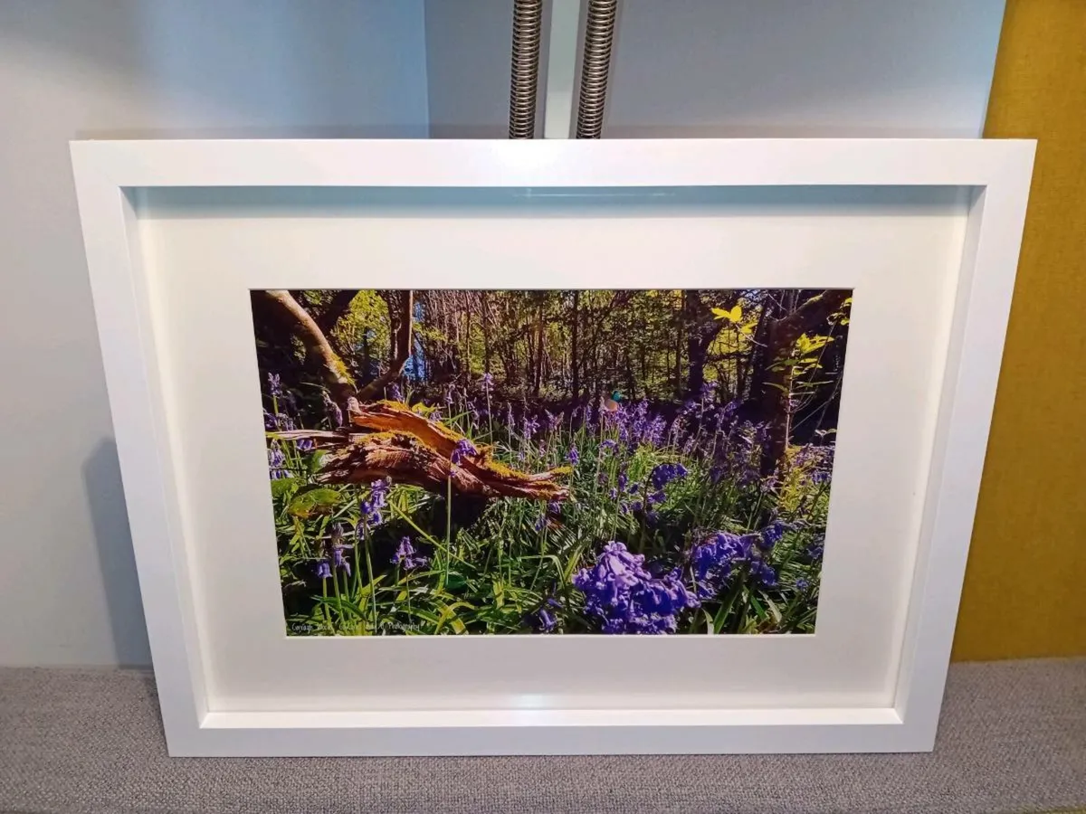 Curragh Woods, East Cork - Image 2