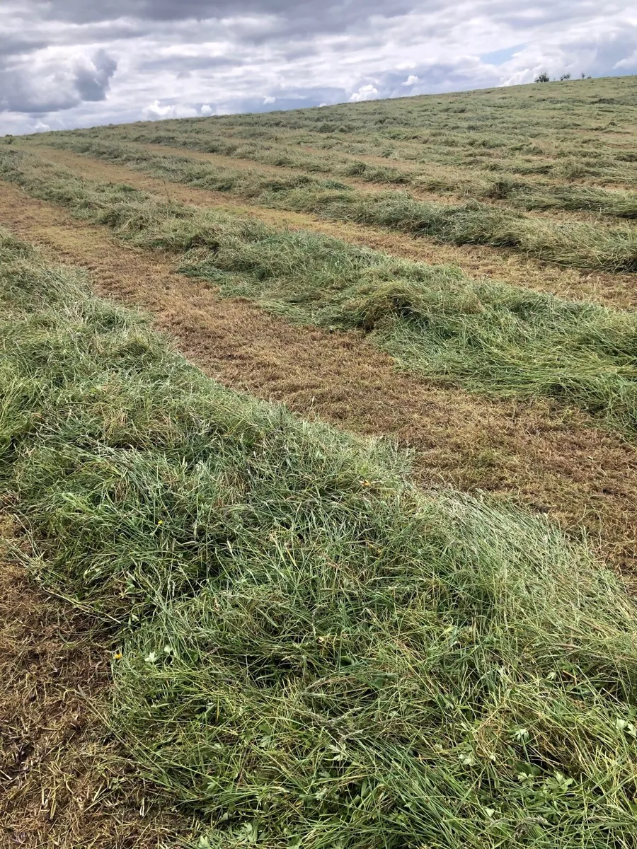 Silage bales - Image 1
