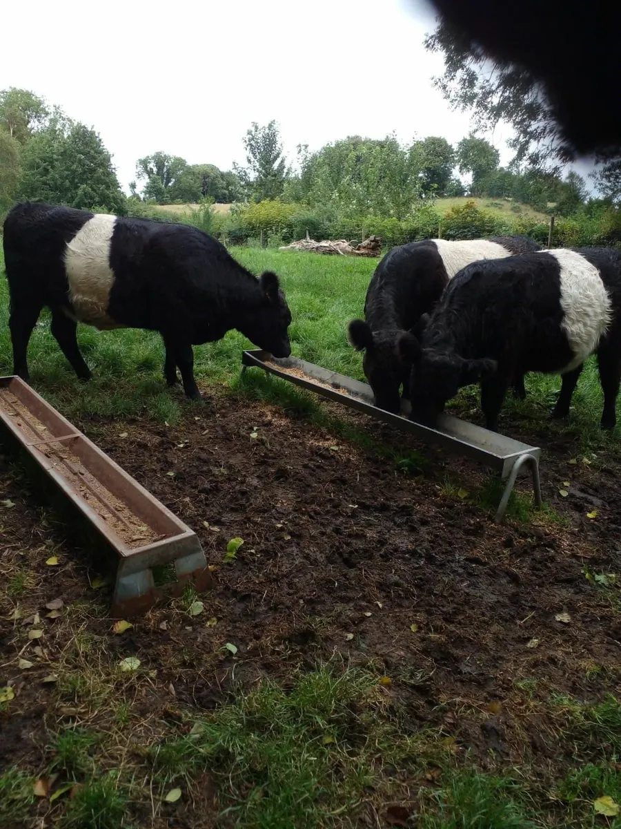 3 PEDIGREE BELTED GALLOWAY HEIFERS - Image 4