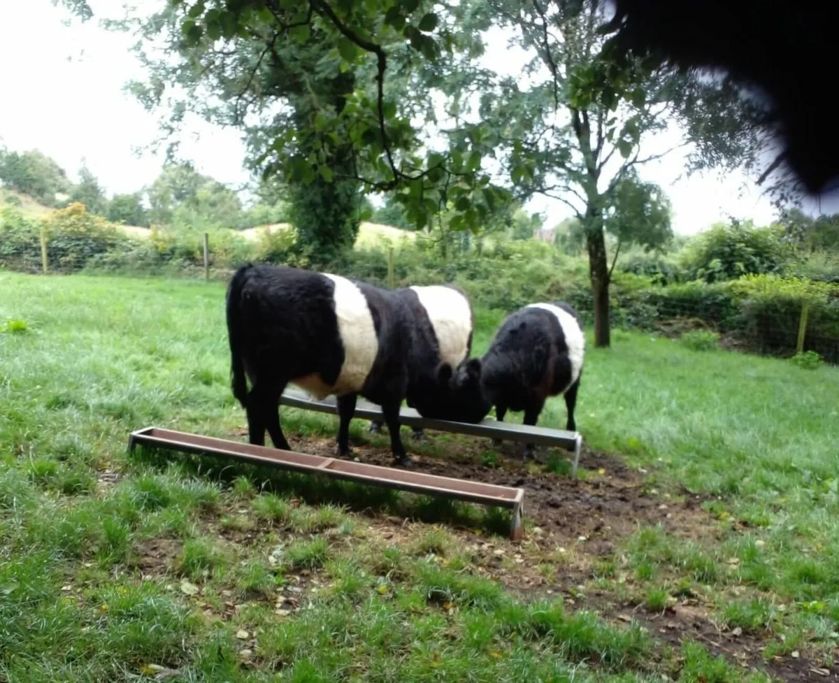 3 PEDIGREE BELTED GALLOWAY HEIFERS - Image 1