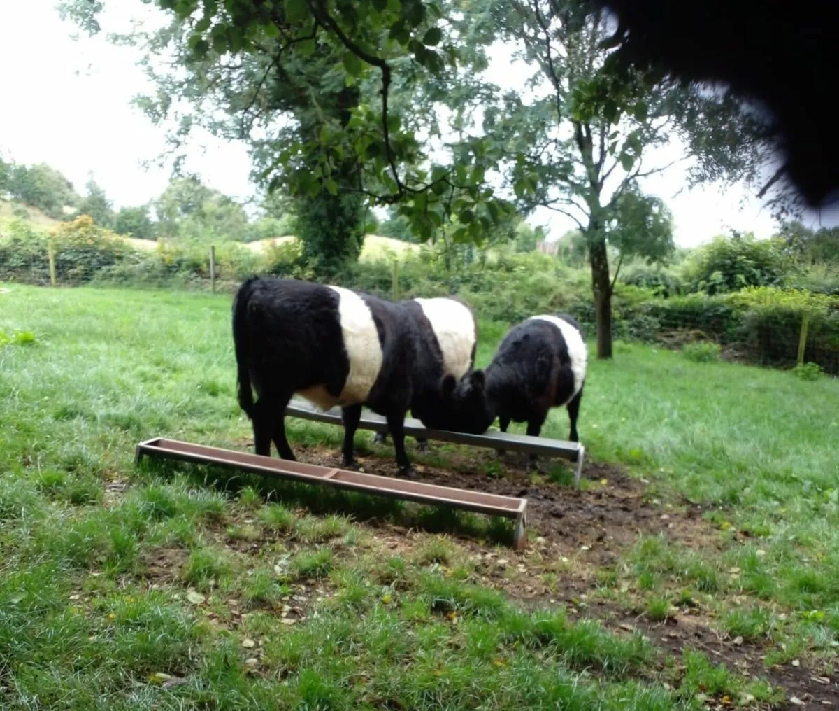 3 PEDIGREE BELTED GALLOWAY HEIFERS - Image 2