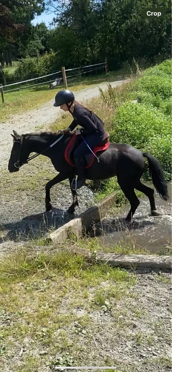 12 4 yr old pony - Image 2