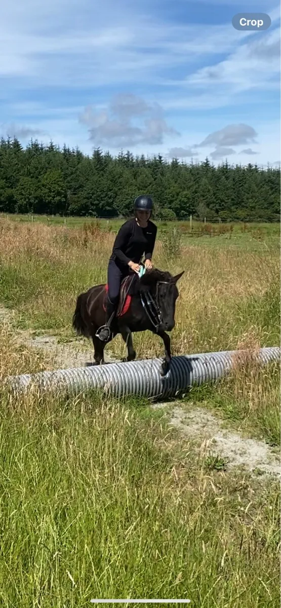 12 4 yr old pony - Image 3