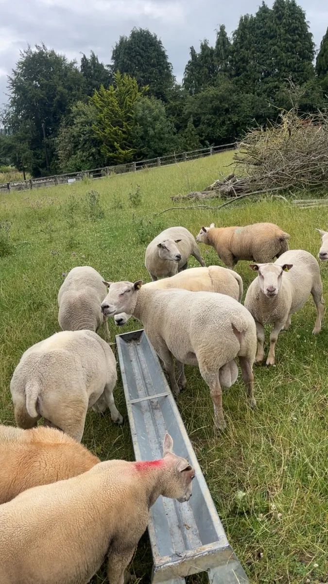 Rams for sale - Image 1