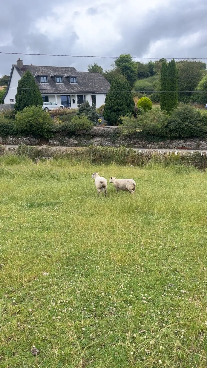 Rams for sale - Image 2