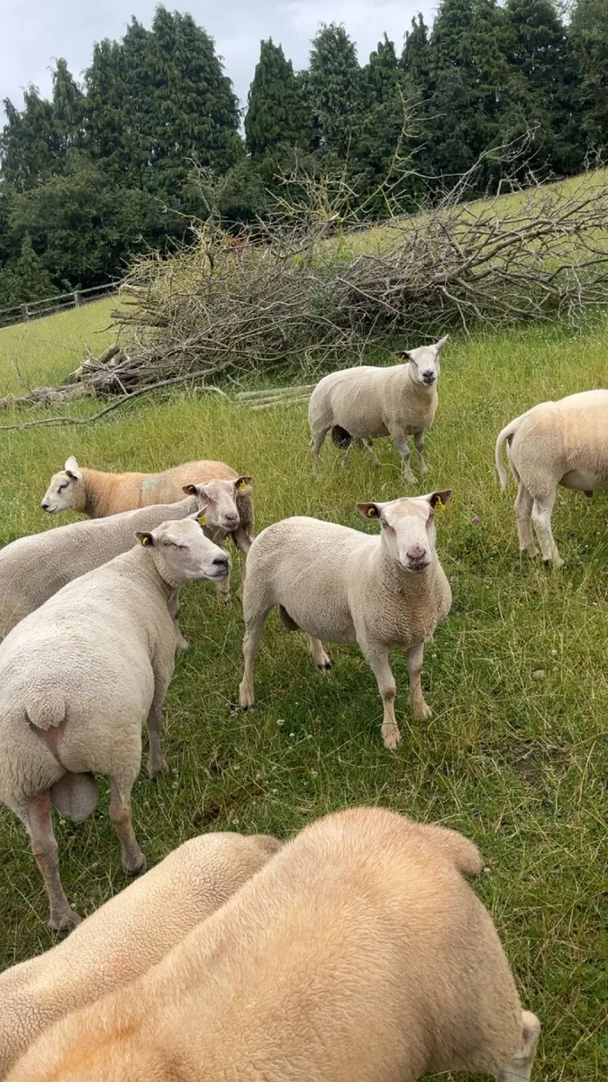 Rams for sale - Image 3