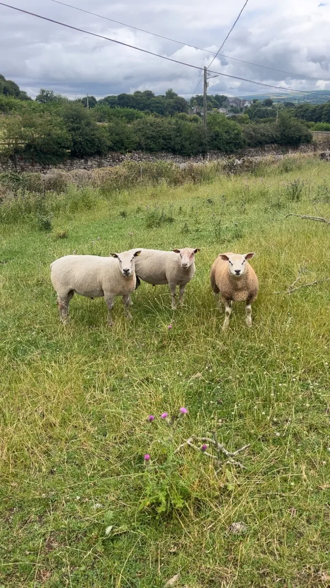 Rams for sale - Image 4