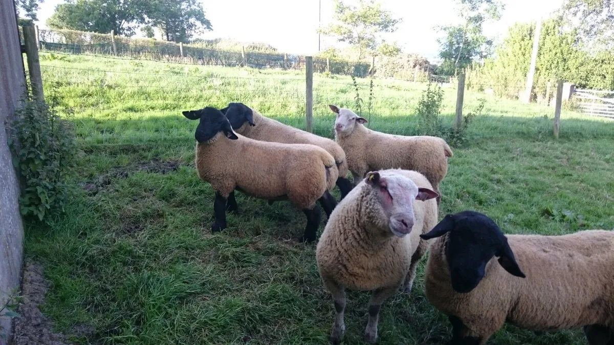 Charollais Suffolk texel ram lambs - Image 1