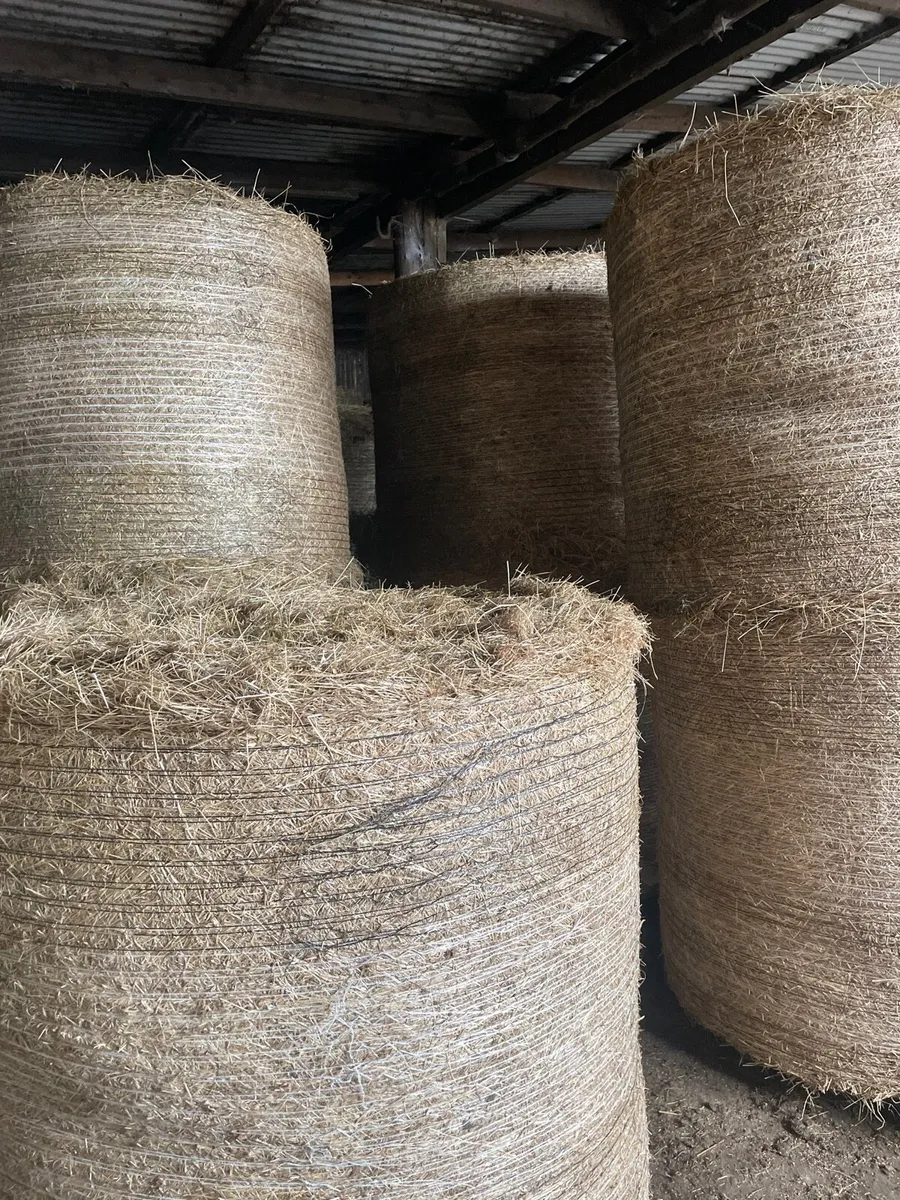 Hay - Image 1