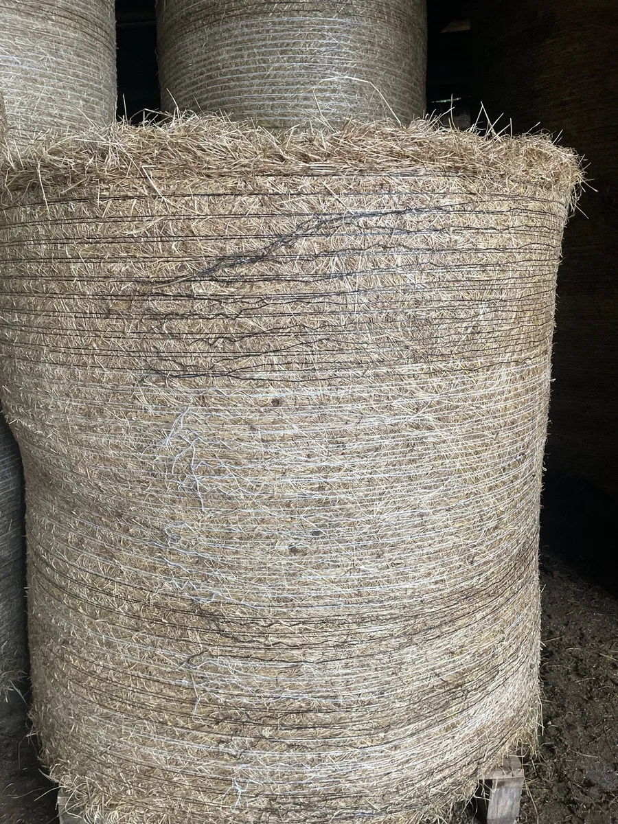 Hay - Image 2