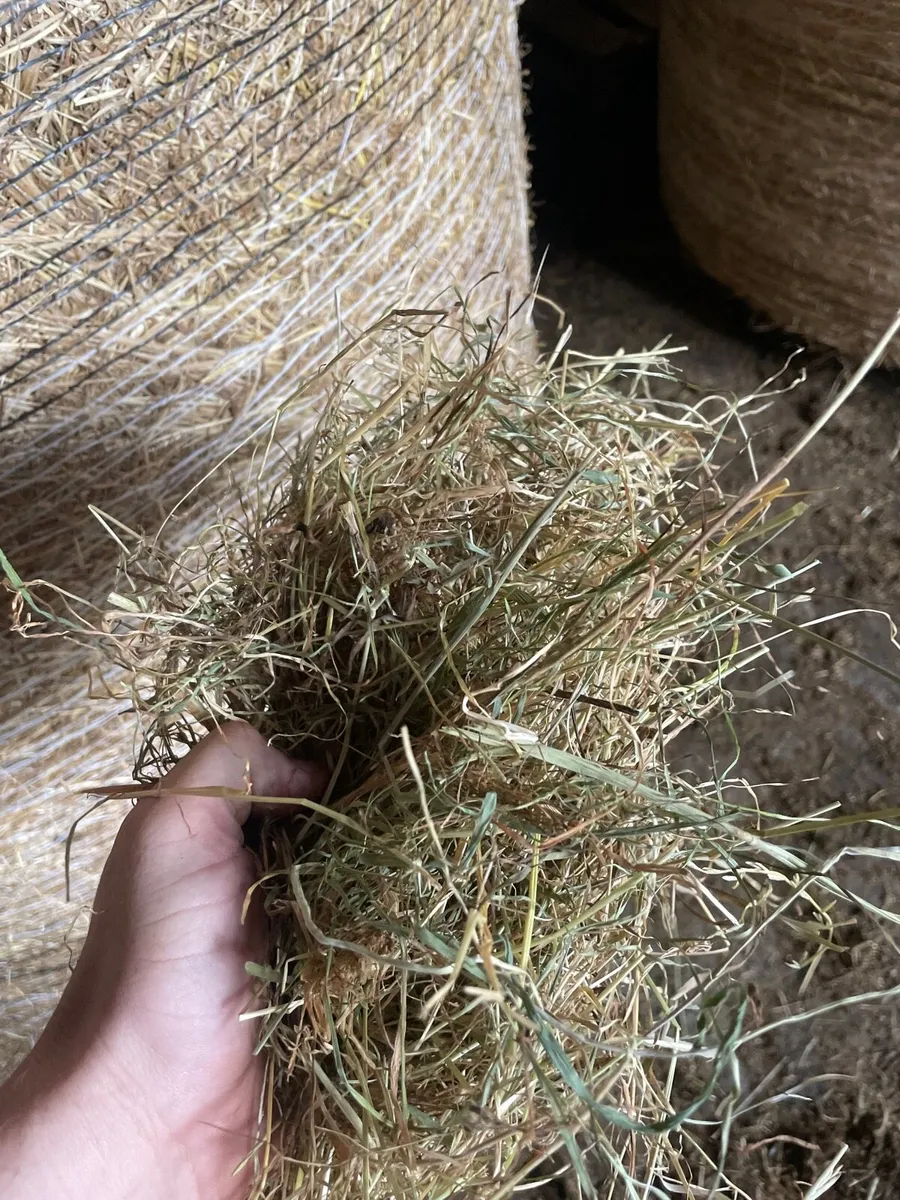 Hay - Image 3