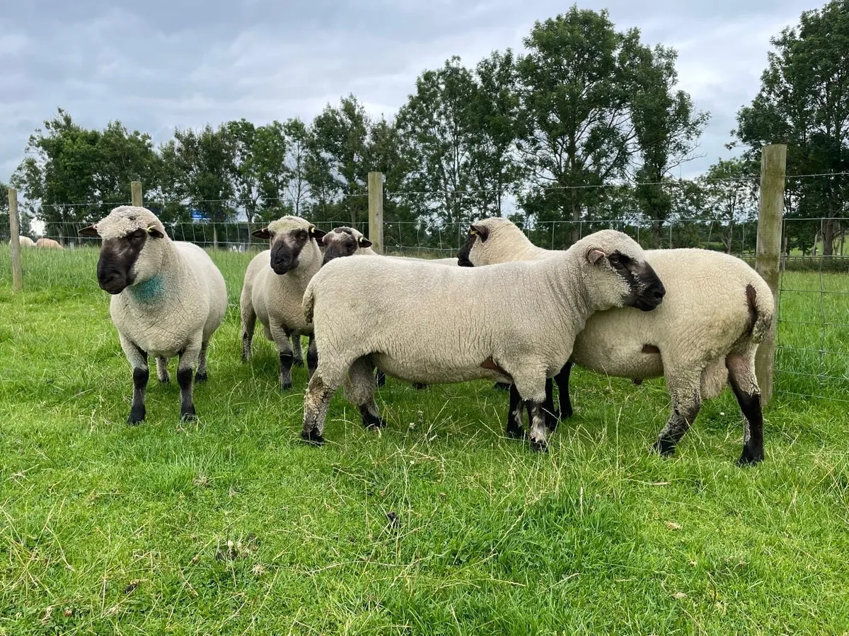 Pedigree Shropshire Shearling rams - Image 1