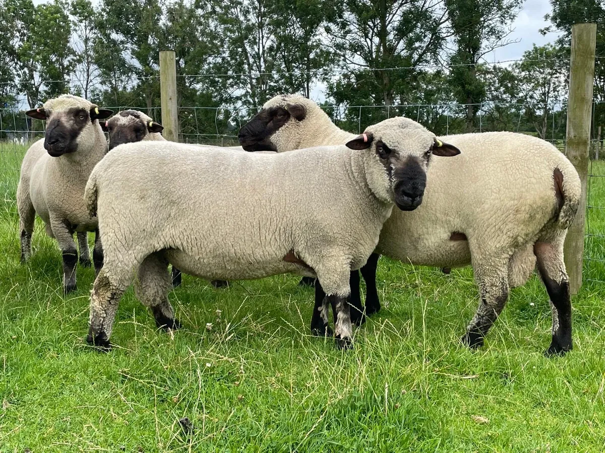 Pedigree Shropshire Shearling rams - Image 2