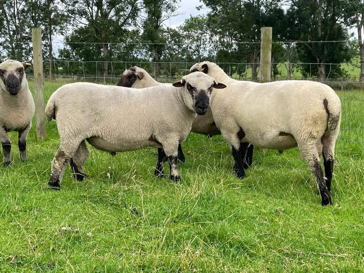 Pedigree Shropshire Shearling rams - Image 3