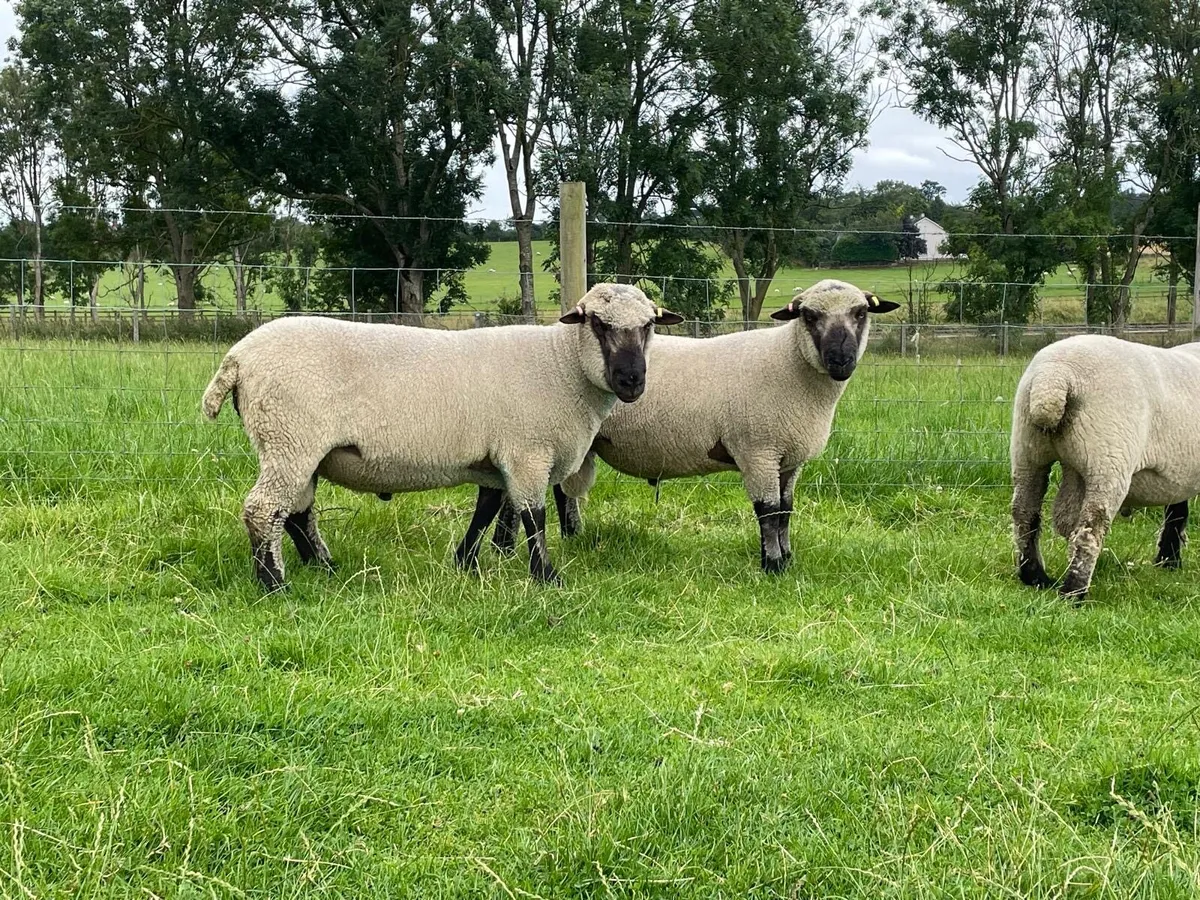 Pedigree Shropshire Shearling rams - Image 4