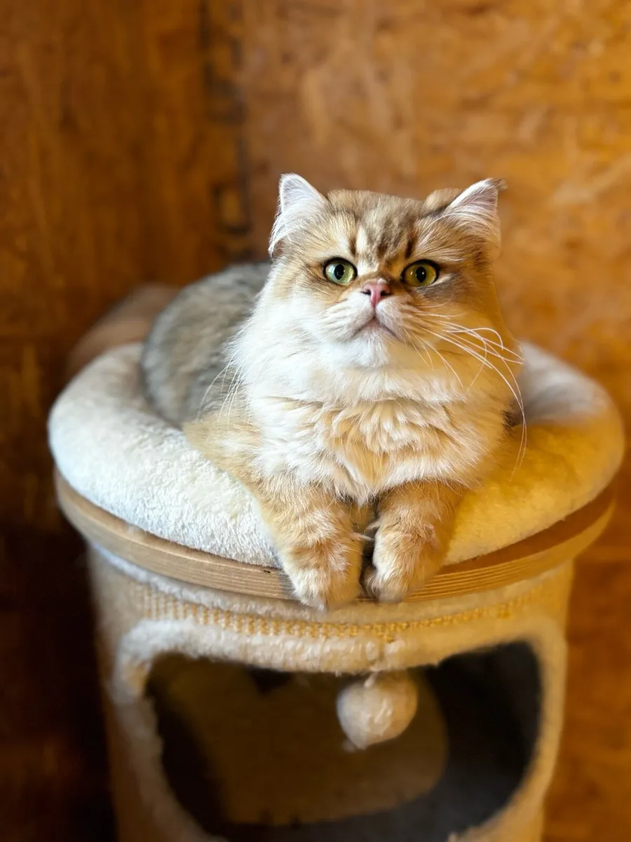 ✨🐱 GCCFI Registered British Shorthair Males 🐱✨ - Image 3