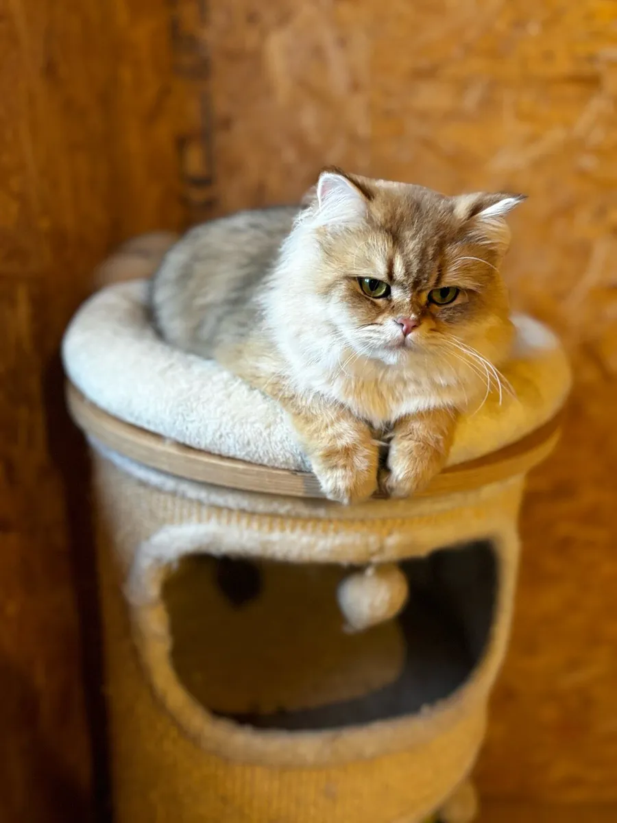 ✨🐱 GCCFI Registered British Shorthair Males 🐱✨ - Image 4