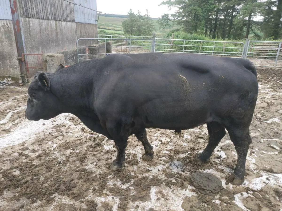 Pbr Angus bull - Image 1