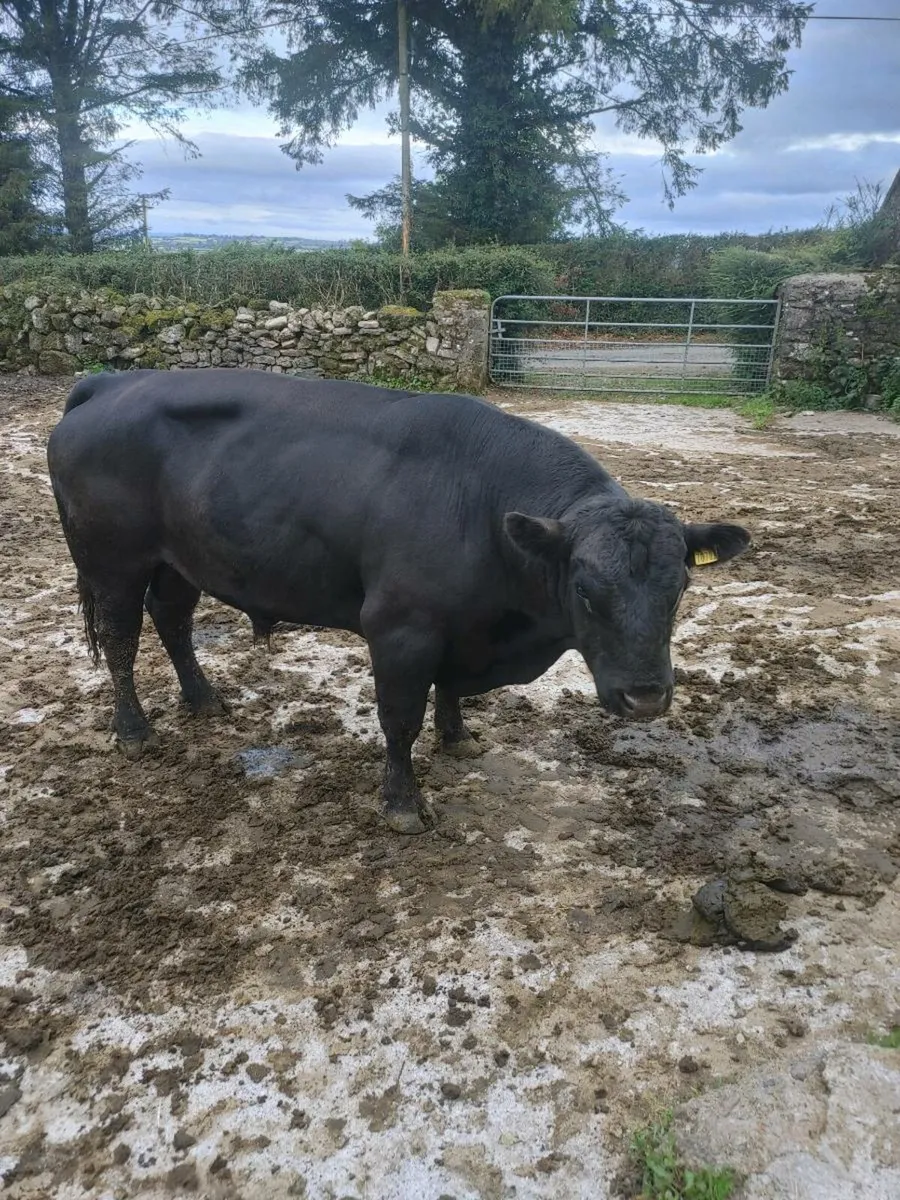 Pbr Angus bull - Image 2
