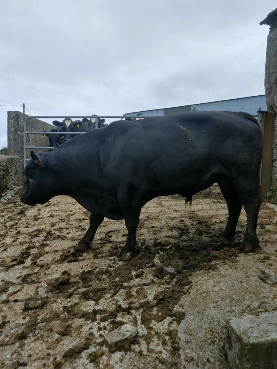 Pbr Angus bull - Image 3